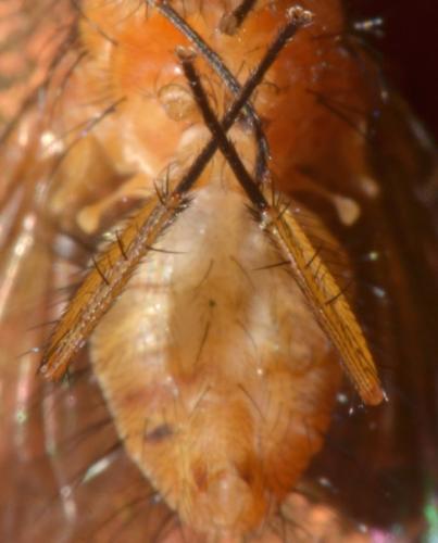 Réf. 306 202 : Phaonia pallida